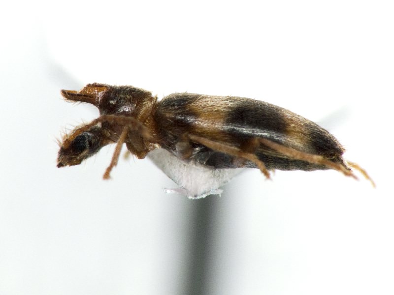 Notoxus trifasciatus Rossi, 1792